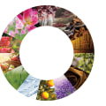 Floral: Exploring One of the Most Popular Fragrance Families