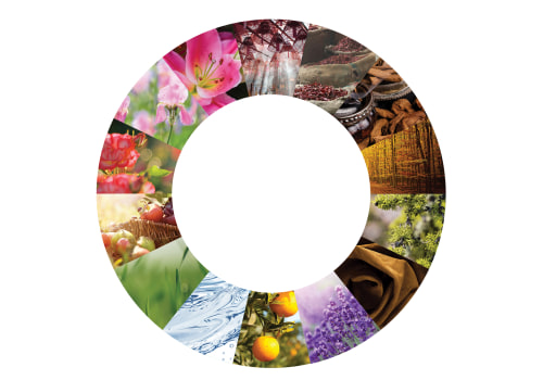 Floral: Exploring One of the Most Popular Fragrance Families
